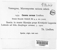 Image of Caeoma cernuae